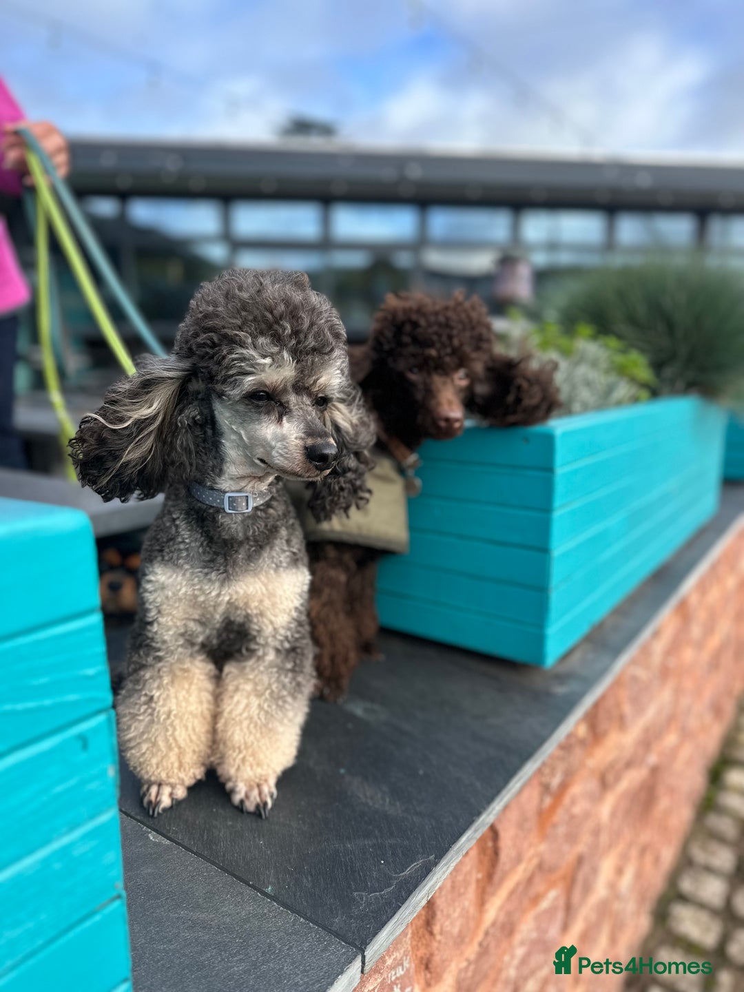 Poodle dogs for stud: KC Registered, health tested toy poodle stud dogs  in Exeter - Advert 7