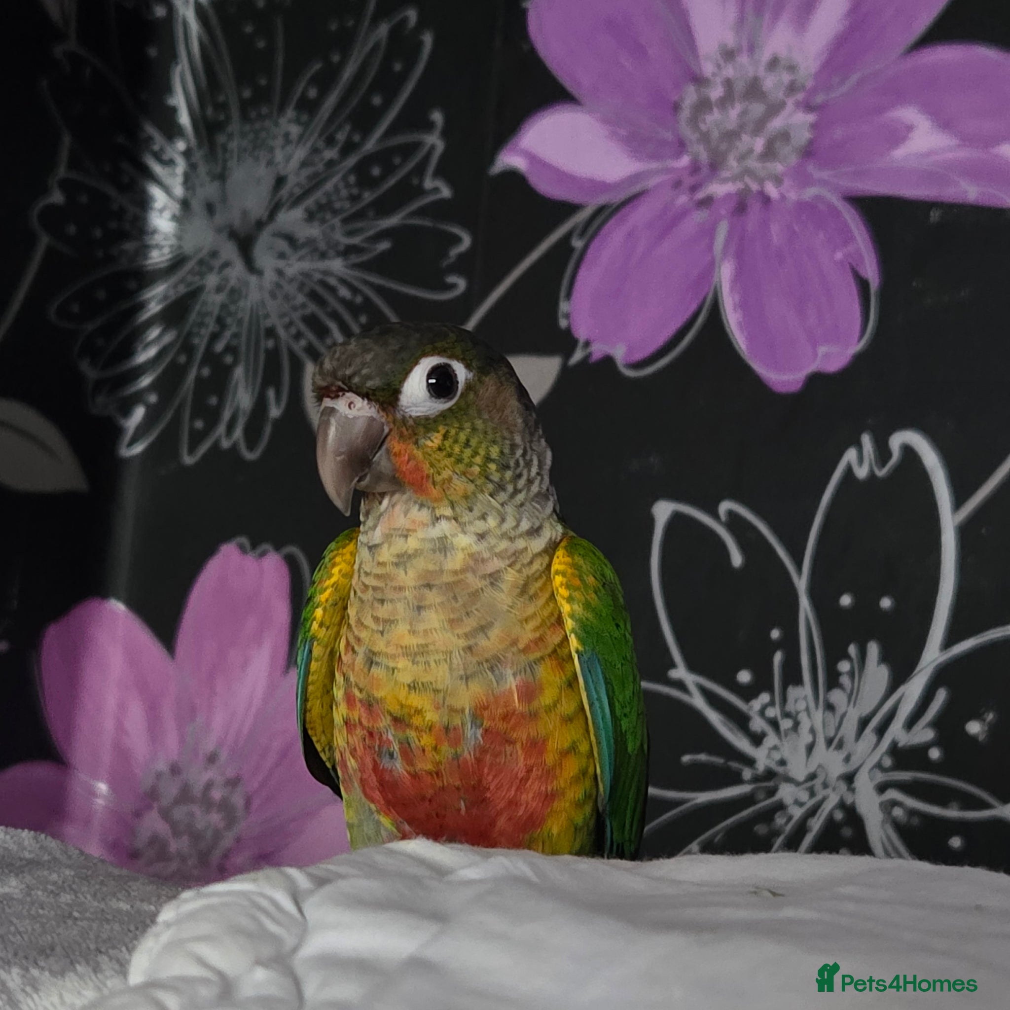 Conures birds Baby green cheek conures - Advert 12