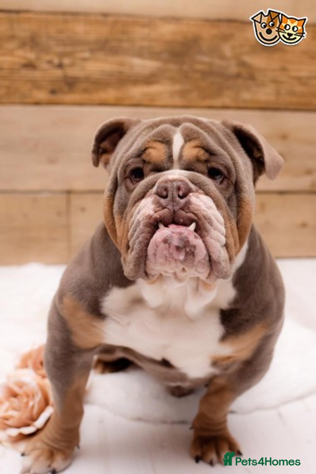 English Bulldog dogs for stud: BURT LILAC TRI STUD KC REGISTERED HEALTH TESTED in Wisbech - Advert 5