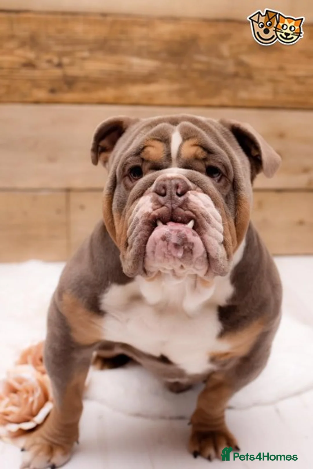 English Bulldog dogs for stud: BURT LILAC TRI STUD KC REGISTERED HEALTH TESTED in Wisbech - Advert 5