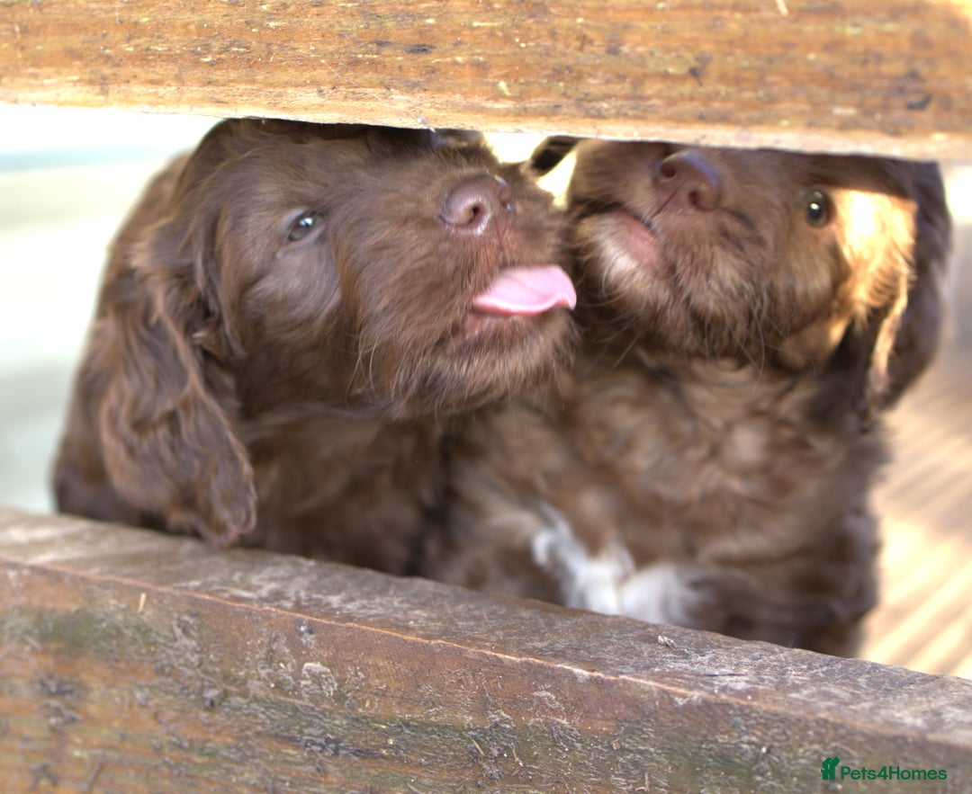 Double Doodle dogs for sale: 🌈Ethically Bred, Scientifically Raised 🌈🌈 - Advert 6