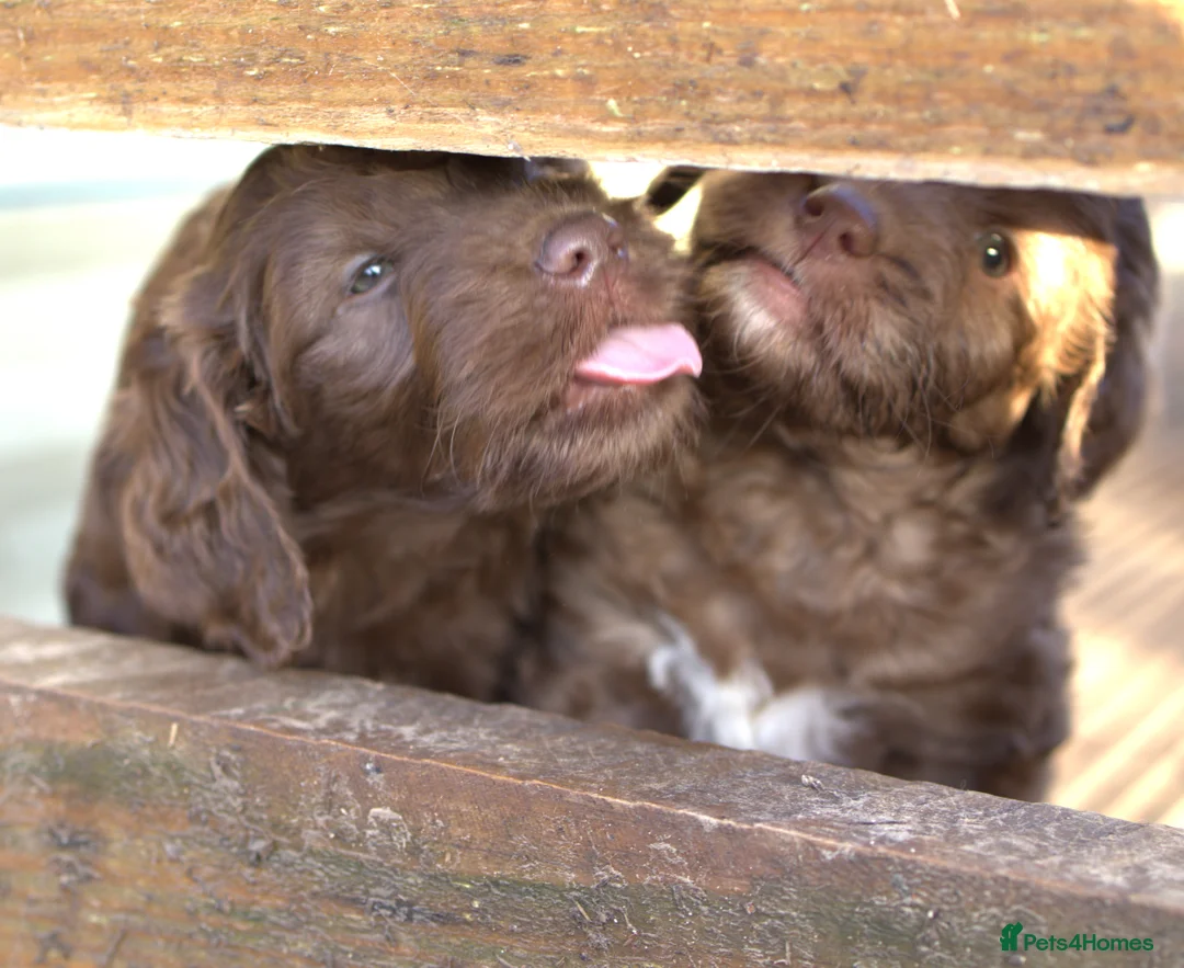 Double Doodle dogs for sale: 🌈Fully vaccinated and ready to meet the world 🌈 - Advert 30