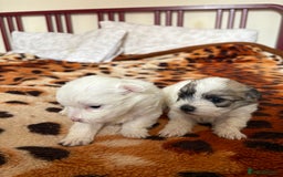 Mixed Breed dogs for sale: Pomeranian × Poodle × Chihuahua Puppies  - Image 5