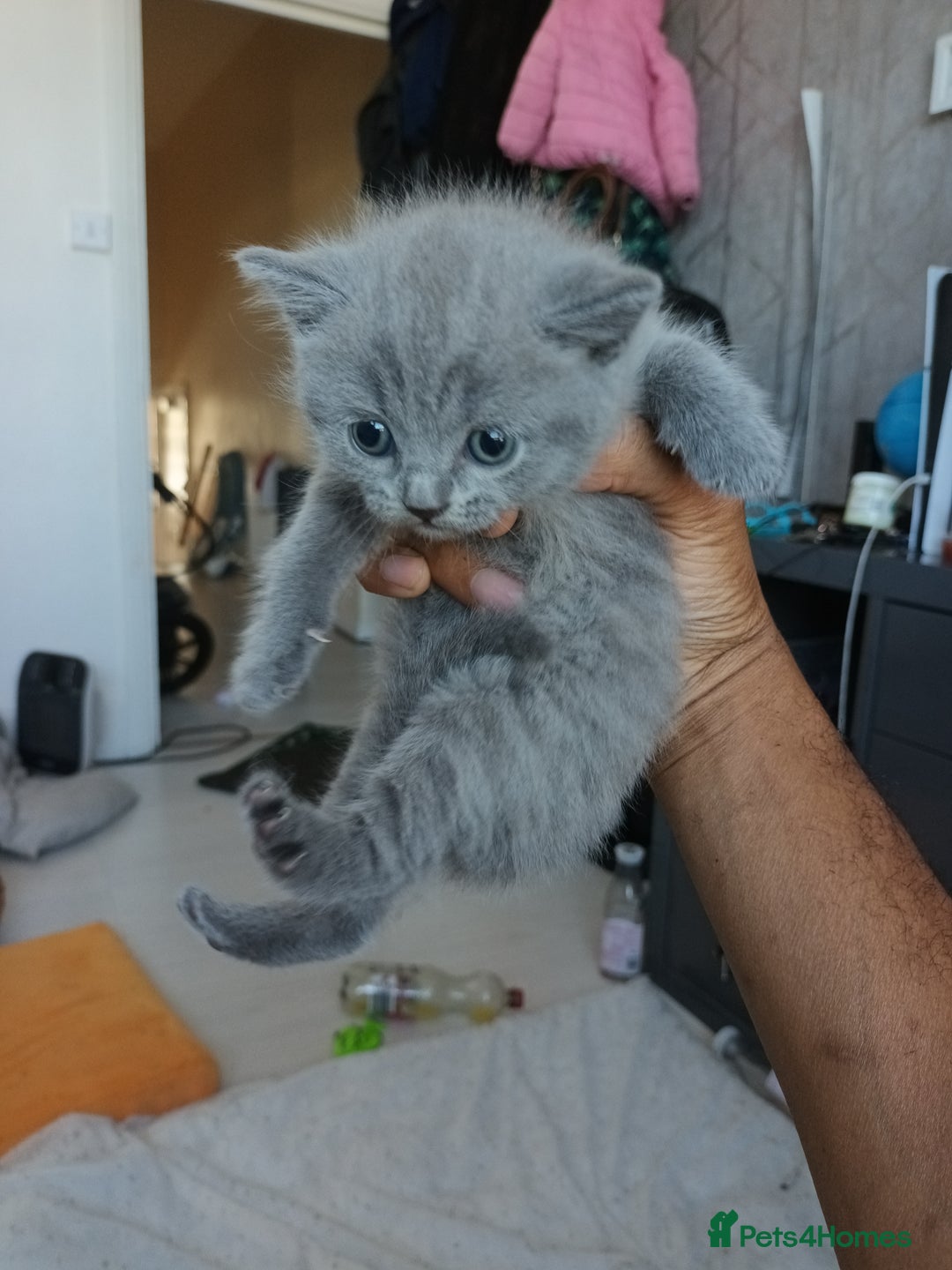 British Shorthair cats for sale: British shorthair kittens - Image 6