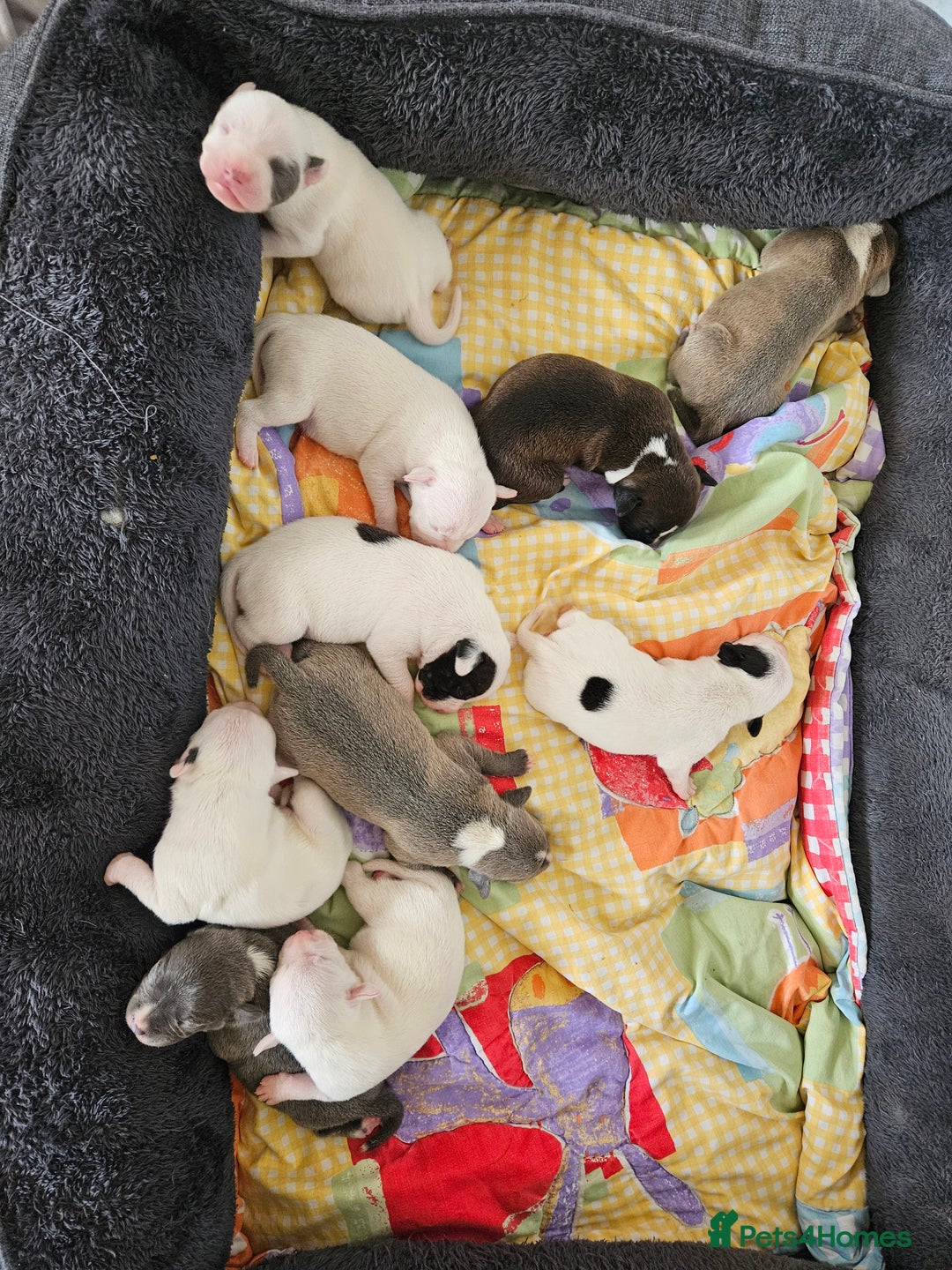 Staffordshire Bull Terrier dogs for sale:  Unique Classic Markings - Image 4