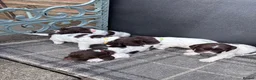 English Springer Spaniel dogs for sale: Liver and White English Springer Spaniel Puppies in Perth - Advert 16