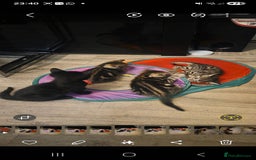 Savannah cats for sale: Savannah x Kittens - Image 4