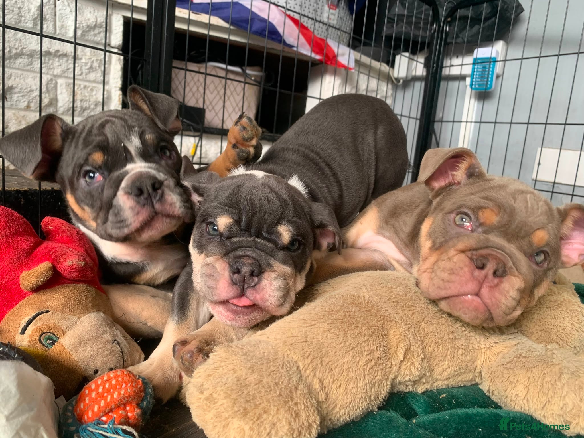 English Bulldog dogs READY TO LEAVE KC REG BLUE TRI ENGLISH BULLDOGS  - Advert 1
