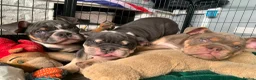 English Bulldog dogs for sale: READY TO LEAVE KC REG BLUE TRI ENGLISH BULLDOGS  - Advert 4