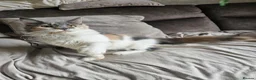 Maine Coon cats for sale: Maine coon kittens from heath tested parents - Advert 3