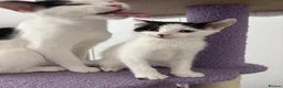 Domestic Shorthair cats for sale: Mabel and her mini son - ready now - Advert 1