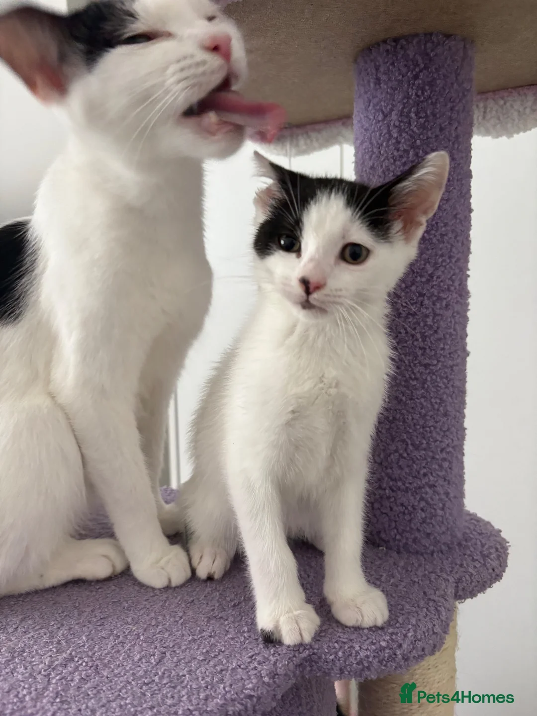 Domestic Shorthair cats for sale: Mabel and her mini son - ready now - Advert 1