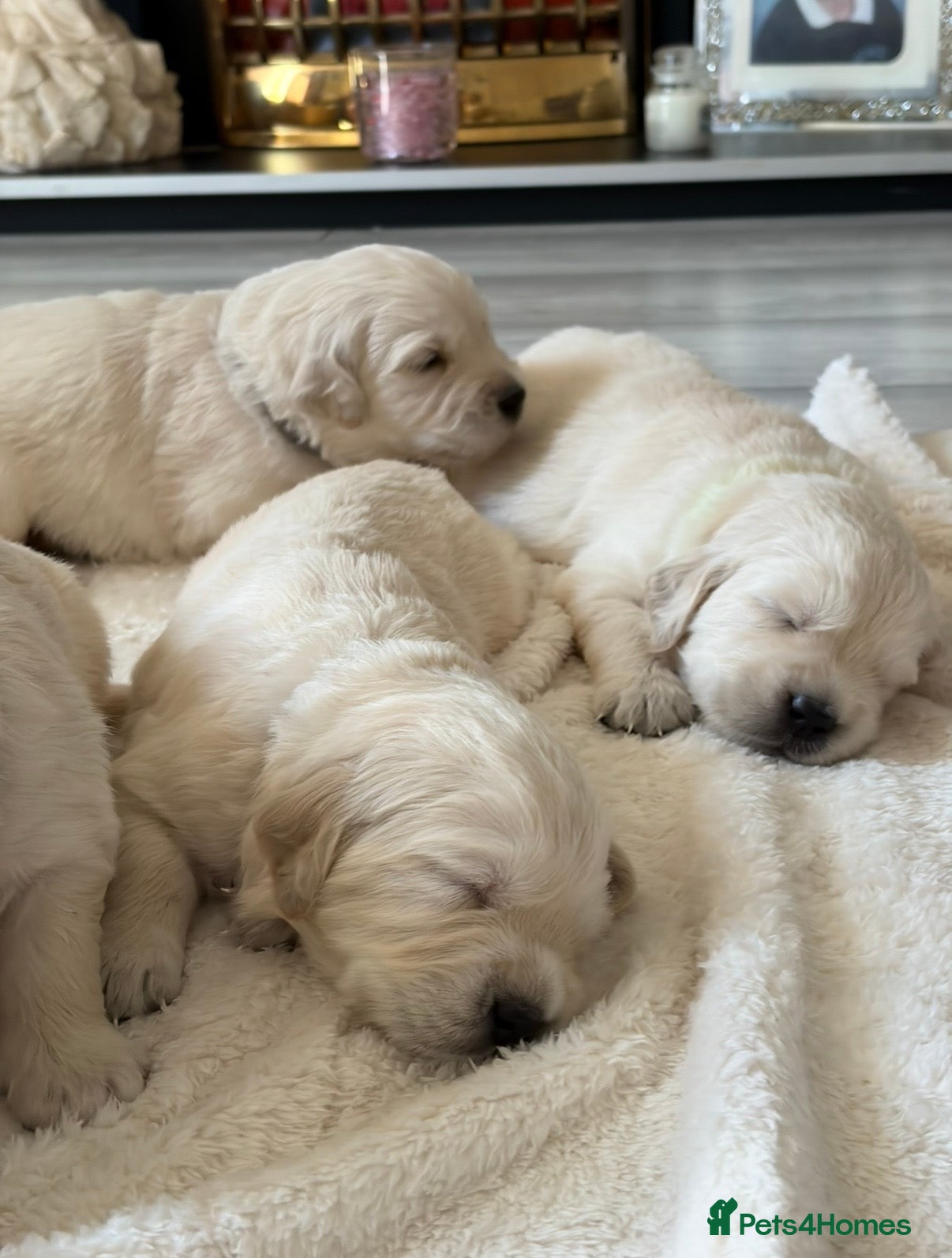 Golden Retriever dogs BEAUTIFUL KC REG SHOWLINE GOLDEN RETRIEVER PUPPIES - Advert 8