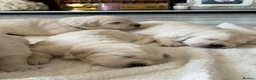 Golden Retriever dogs for sale: BEAUTIFUL KC REG SHOWLINE GOLDEN RETRIEVER PUPPIES - Advert 16