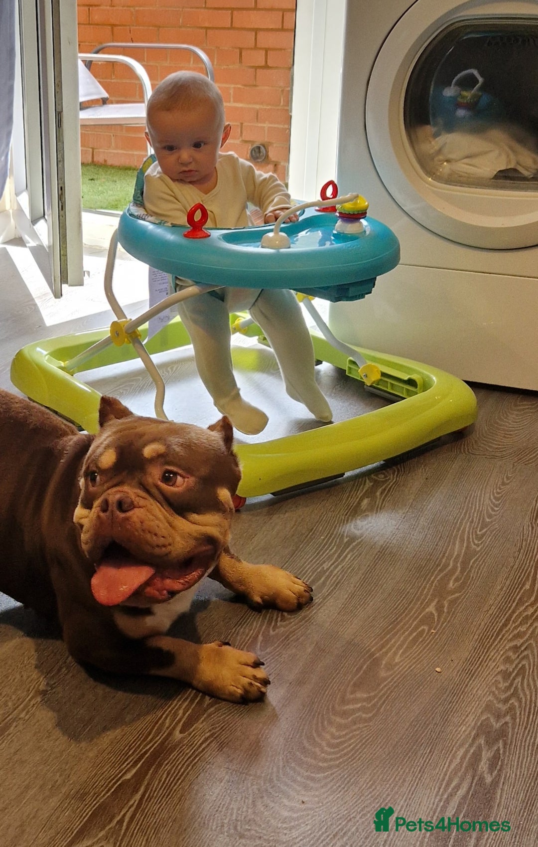 Shorty Bull dogs for sale: Exotic Pocket Bully. - Image 8