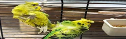 Budgerigars birds for sale: Helicopter Budgies for sale  - Advert 4