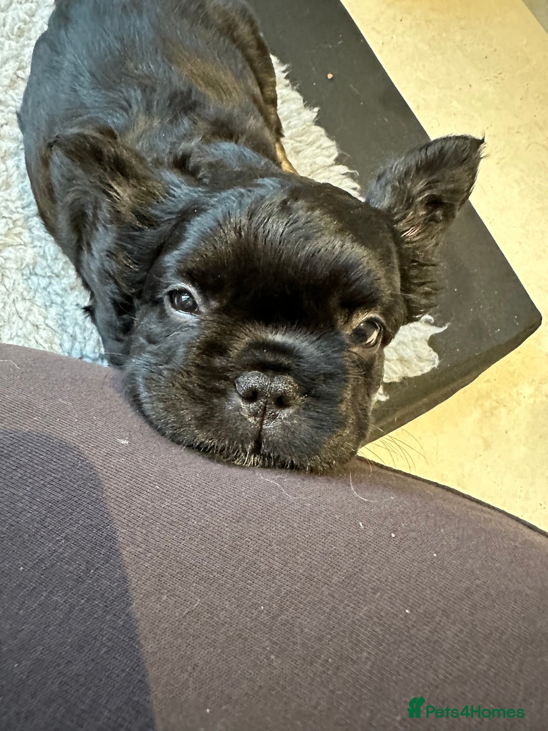 French Bulldog dogs for sale: Fluffy French Bulldog Puppy x 2 - Advert 5