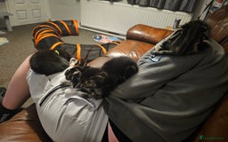 Mixed Breed cats for sale: Friendly Kittens. - Image 2