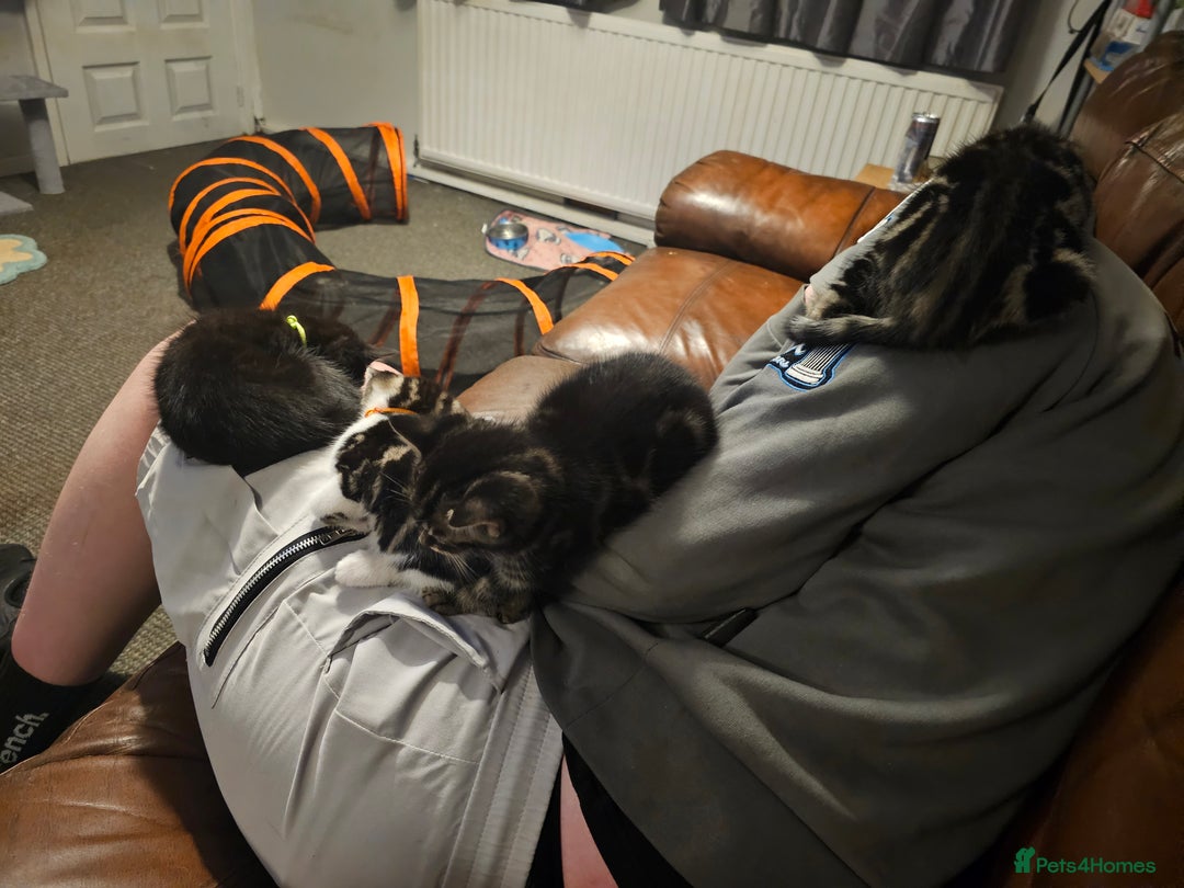 Mixed Breed cats for sale: Friendly Kittens. - Image 2