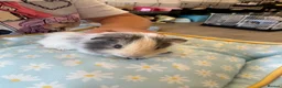 Guinea Pig rodents for sale: Single male guinea pig  - Advert 1