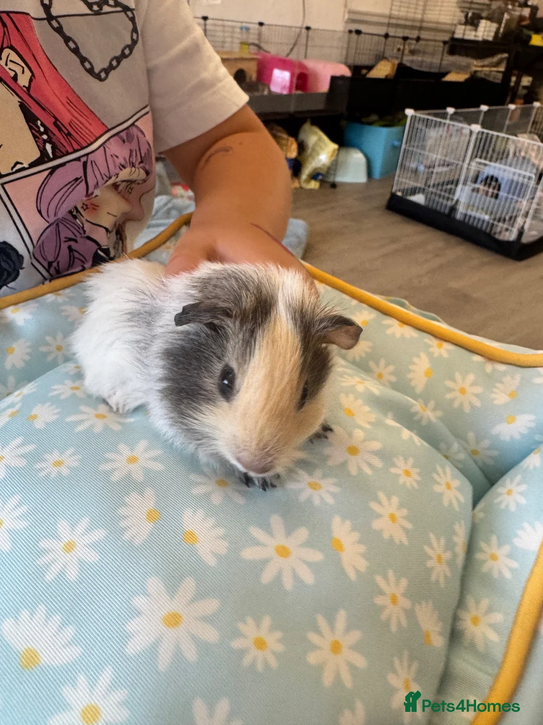Guinea Pig rodents for sale: Single male guinea pig  - Advert 1