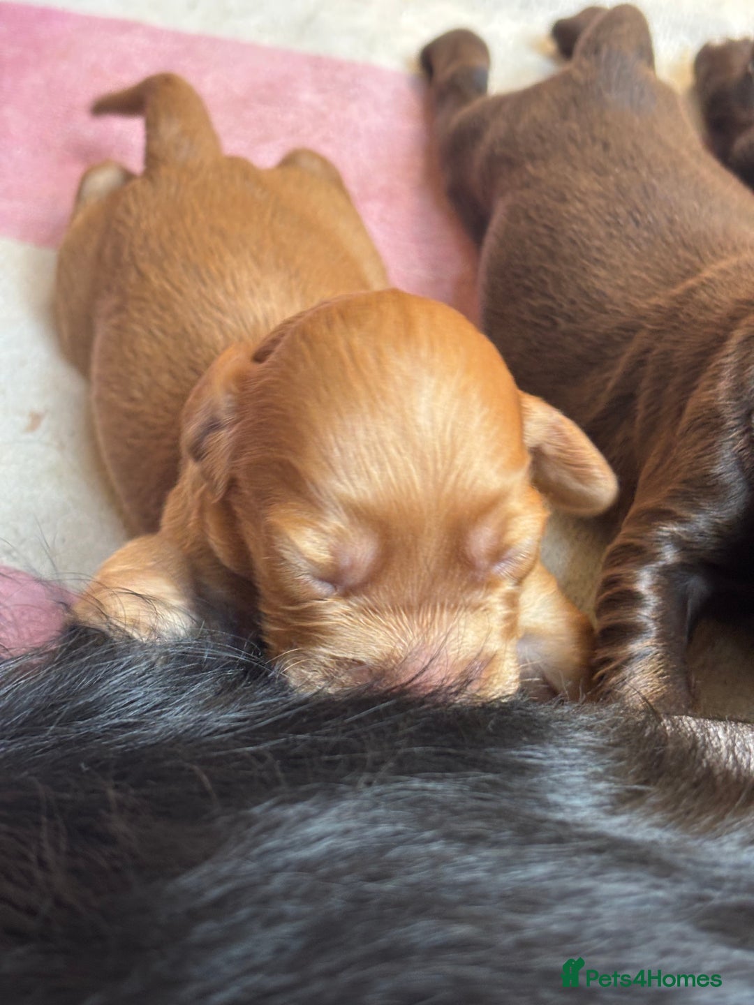 Sprocker dogs for sale: Beautiful, Loveable Spaniels For Sale - Image 13