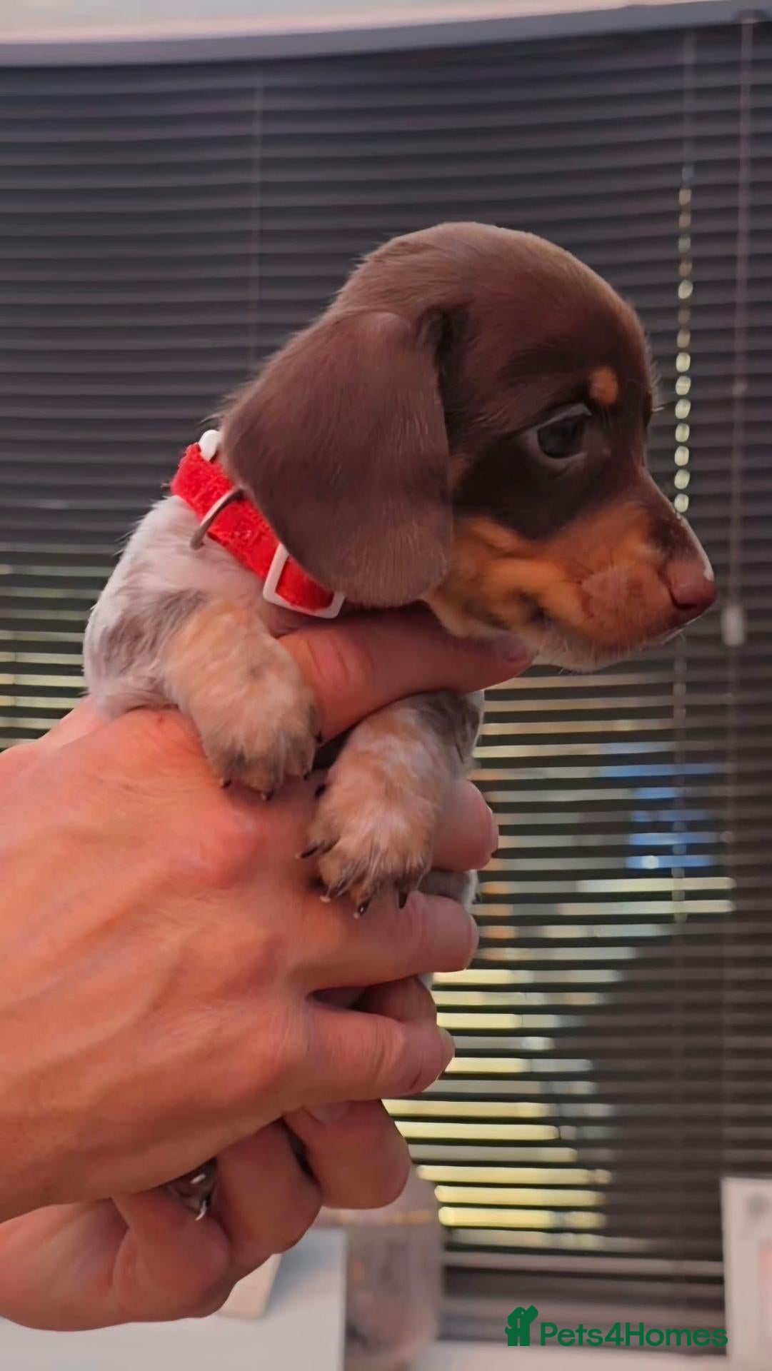 Miniature Dachshund dogs 🐶READY TODAY🐶Tiny miniature dachshund puppie 🐶  - Advert 1