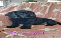 Labradoodle dogs for sale: BEAUTIFUL LABRADOODLE PUPPIES READY NOW  - Image 7