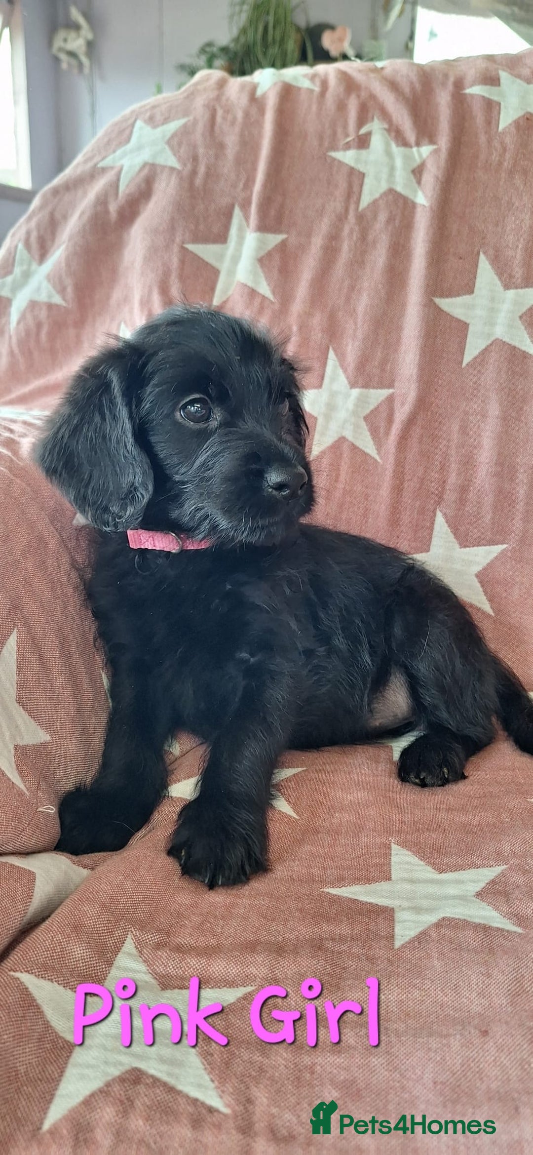 Labradoodle dogs for sale: BEAUTIFUL LABRADOODLE PUPPIES READY NOW  - Image 7