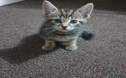 Mixed Breed cats for sale: Tabby Kittens For Sale! - Advert 6
