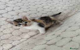 Mixed Breed cats for sale: 7 little kittens - Image 20