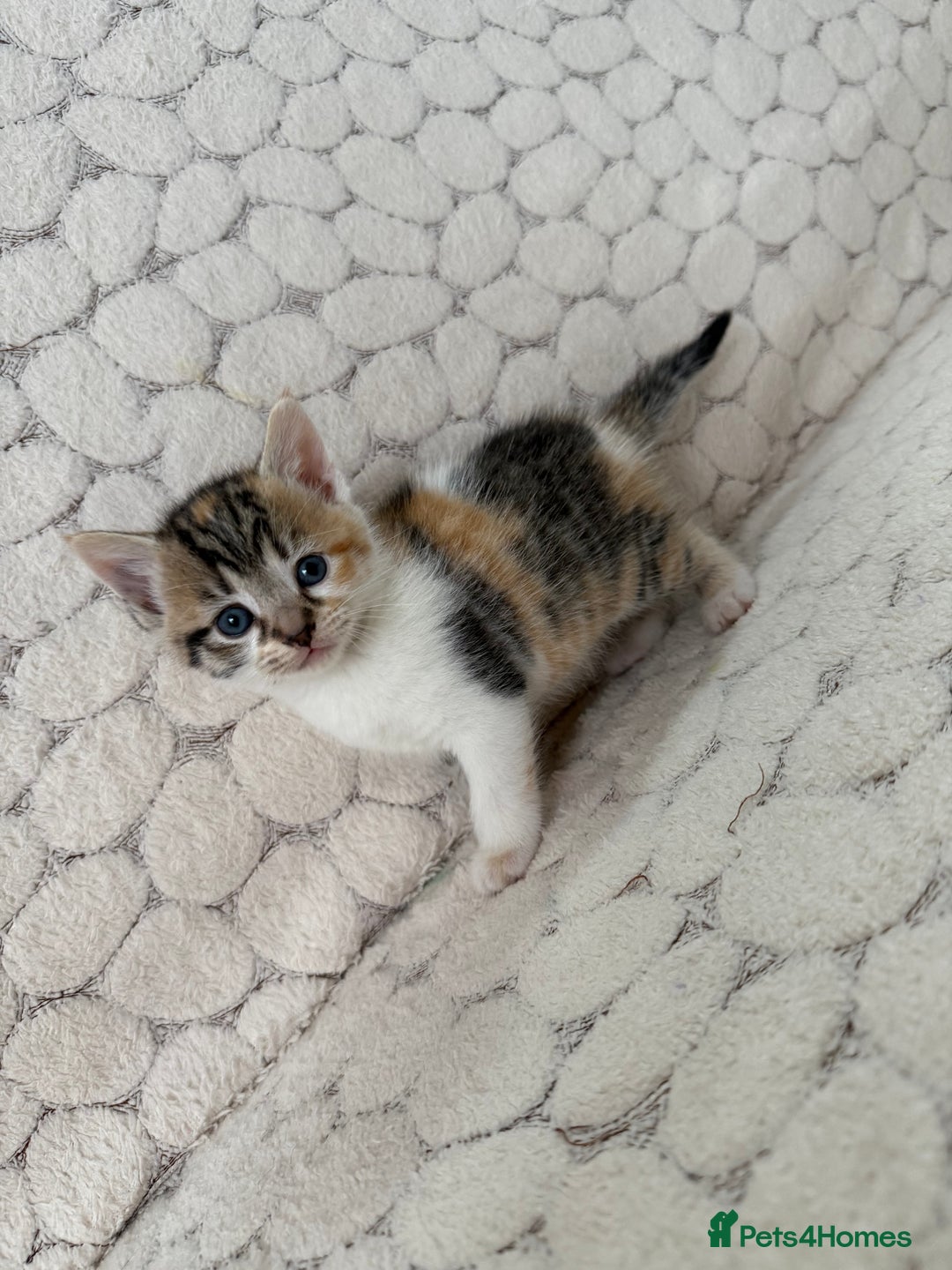 Mixed Breed cats for sale: 7 little kittens - Image 20