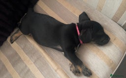Mixed Breed dogs for sale: Female Frenchie X Miniature Poodle Puppy - Image 4
