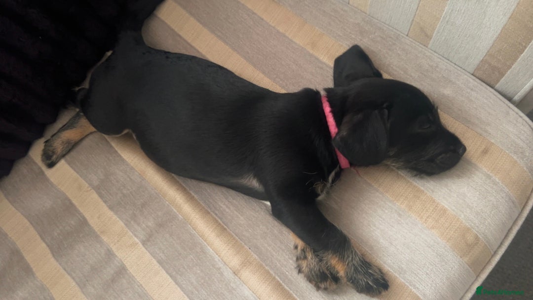 Mixed Breed dogs for sale: Female Frenchie X Miniature Poodle Puppy - Image 4