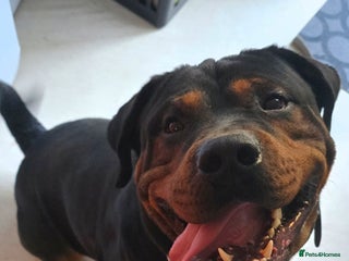 Mixed Breed dogs Gorgeous Rottweiler/Mastiff - Advert 10