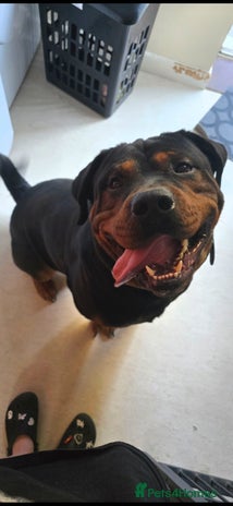 Mixed Breed dogs Gorgeous Rottweiler/Mastiff - Advert 1
