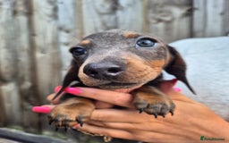 Miniature Dachshund dogs for sale: Miniature dachshund puppies  - Image 15