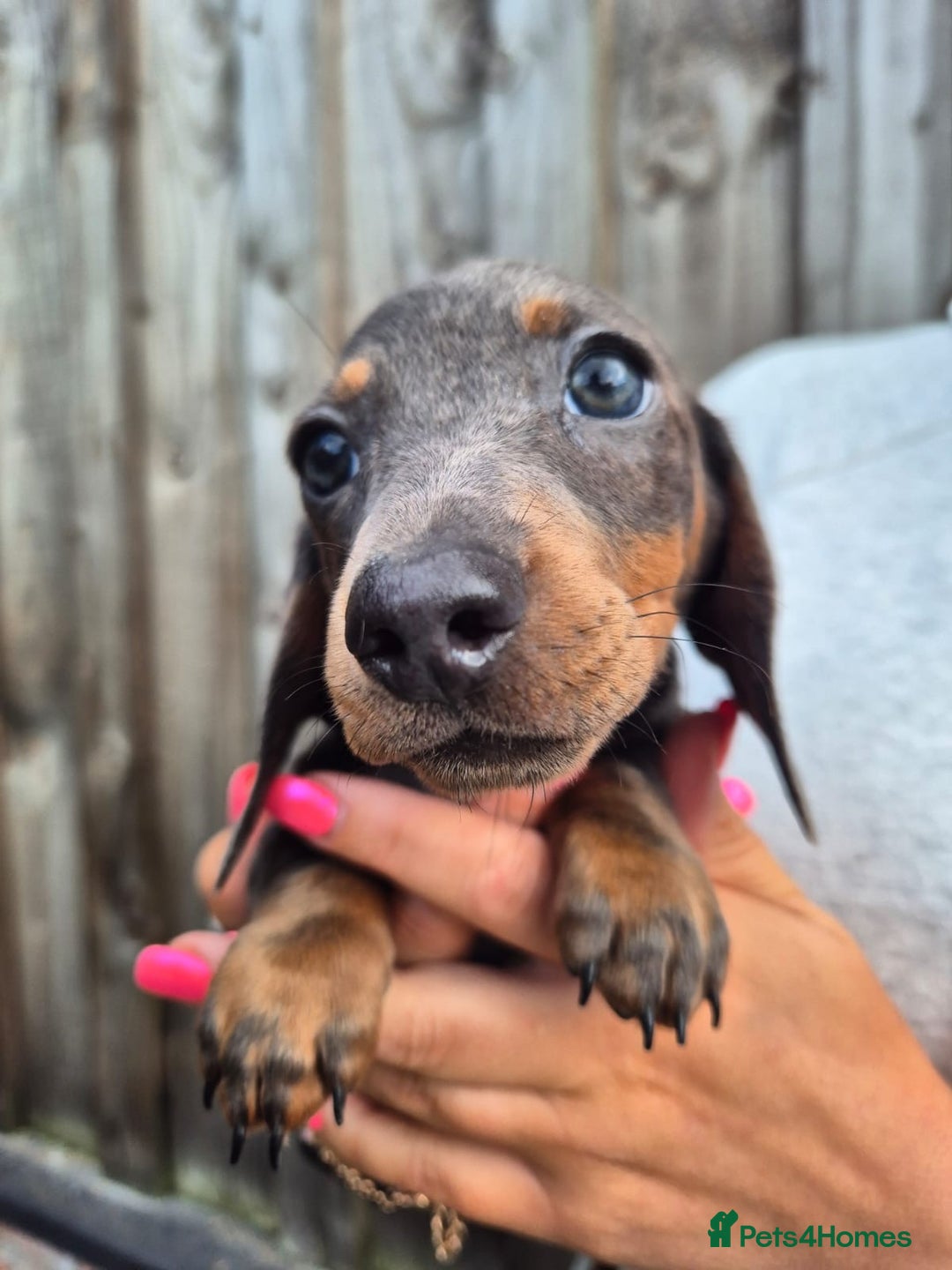 Miniature Dachshund dogs for sale: Miniature dachshund puppies  - Image 15