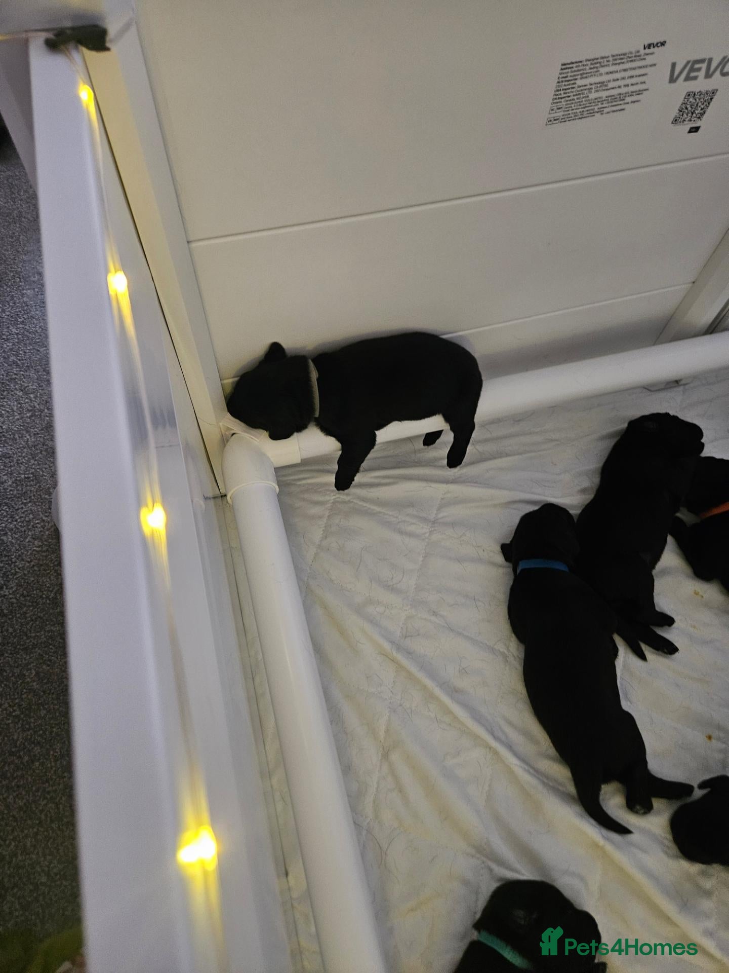 Labrador Retriever dogs Beautiful littler of black lab puppies - Advert 1