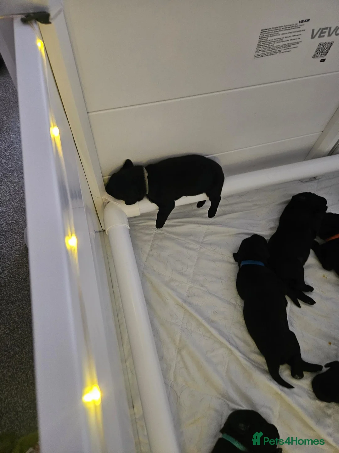 Labrador Retriever dogs for sale: Beautiful littler of black lab puppies in Doncaster - Advert 1