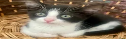 Mixed Breed cats for sale: Playful Male Kitten - Advert 2