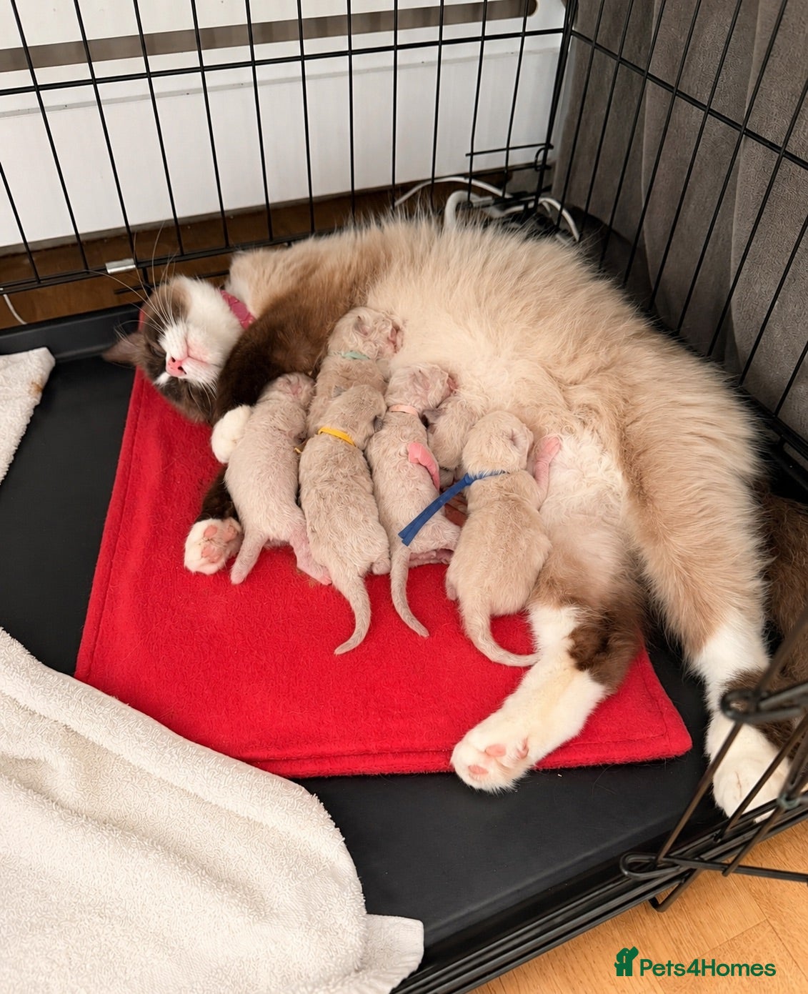 Ragdoll cats  🐾 Pure Ragdoll Kittens – The Summer Litter ☀️  - Advert 2
