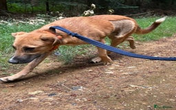 Mixed Breed dogs for adoption: Laska - Norwich Norfolk  - Image 12