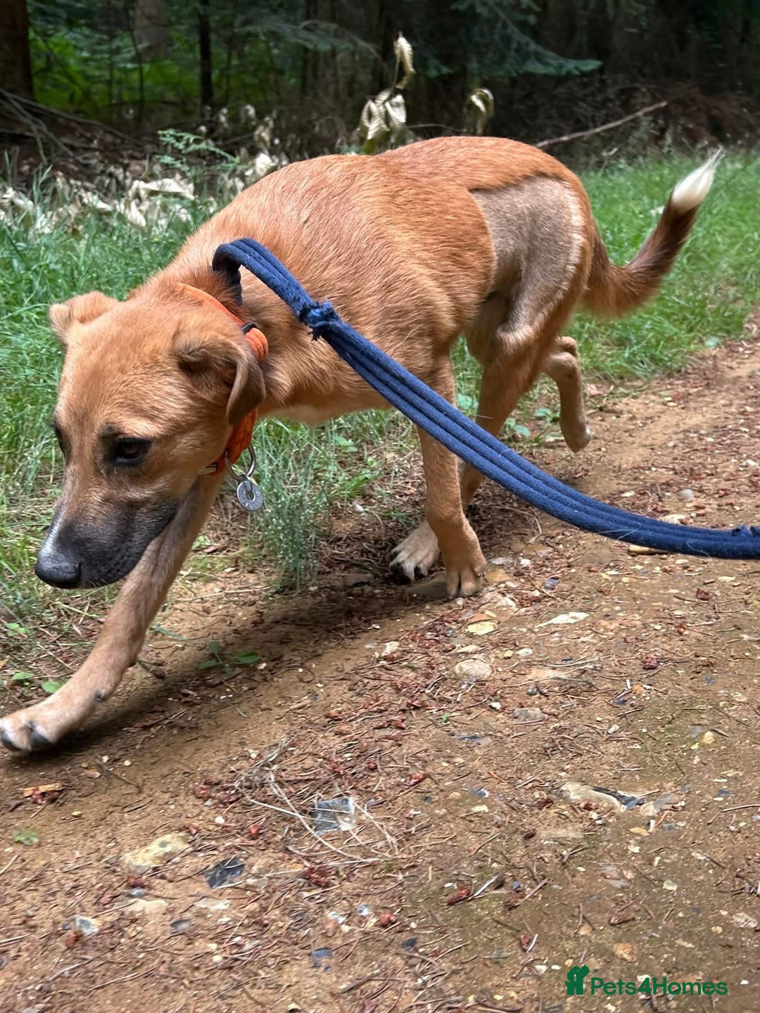 Mixed Breed dogs for adoption: Laska - Norwich Norfolk  - Image 12