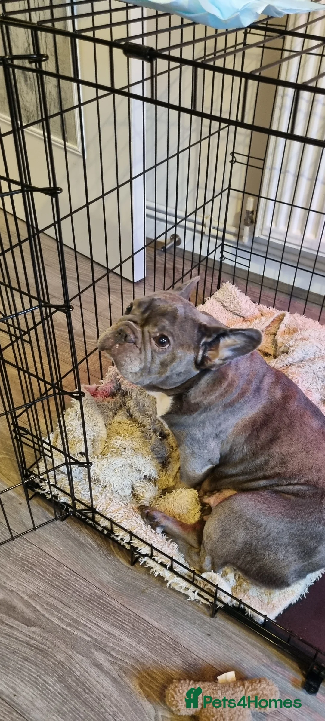 French Bulldog dogs for sale: Adorable  - Advert 1