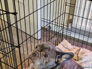 French Bulldog dogs Adorable - Advert 2