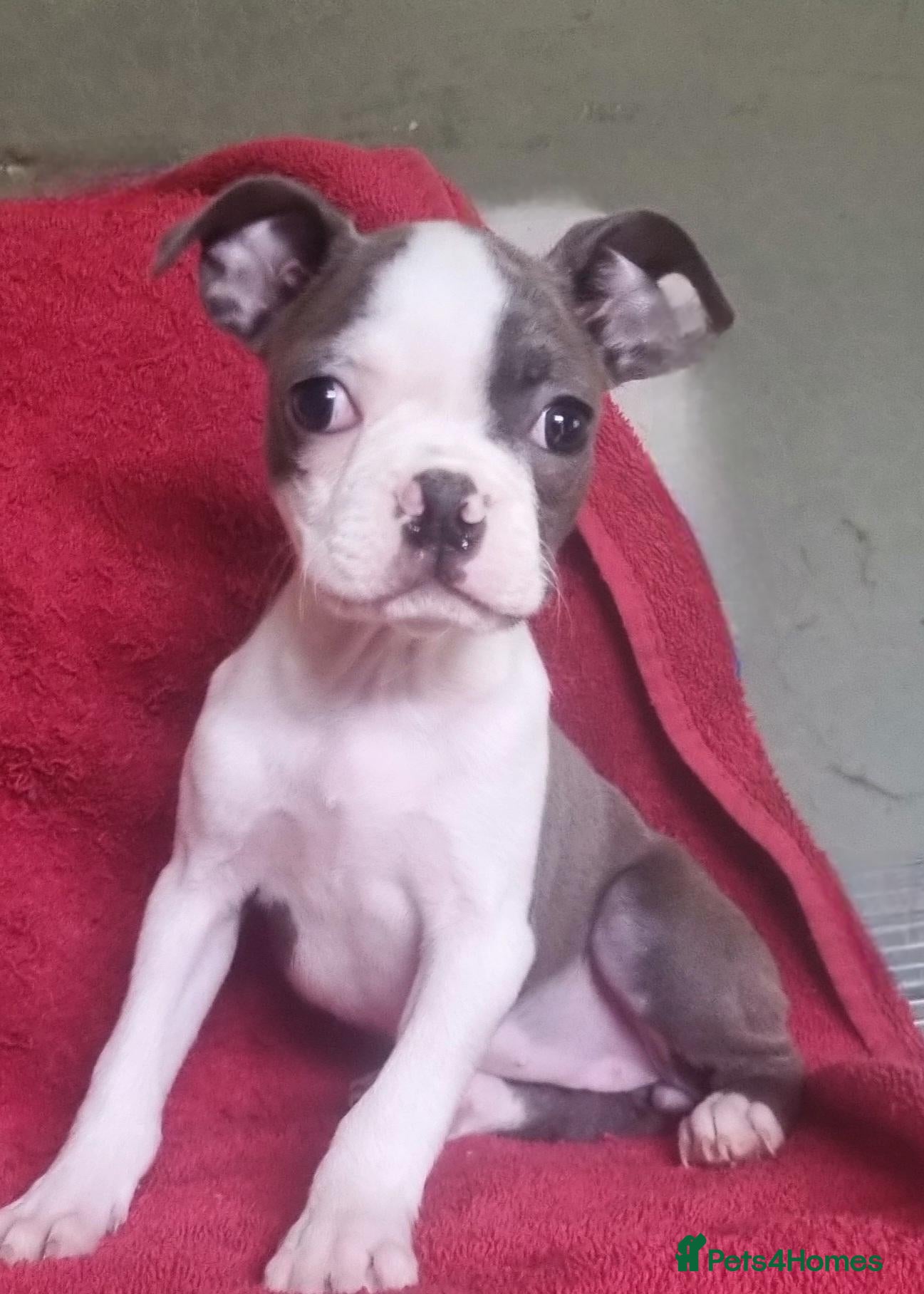 Boston Terrier dogs Kc Boston Terriers Exceptional puppy - Advert 1