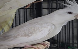Cockatiels birds for sale: Young avairy Bred cockatiels  - Image 4