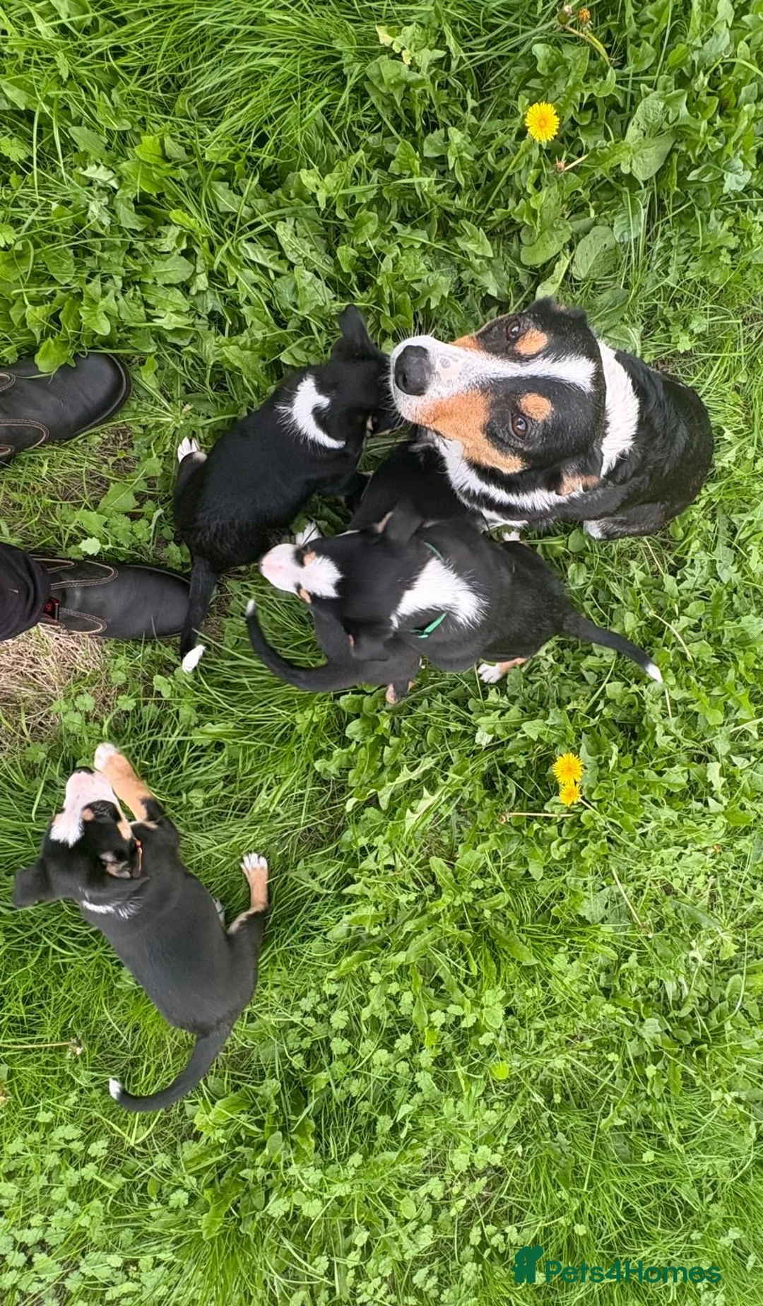 Border Collie dogs for sale: Border Collie Puppies 🐶 in Cowbridge - Advert 5