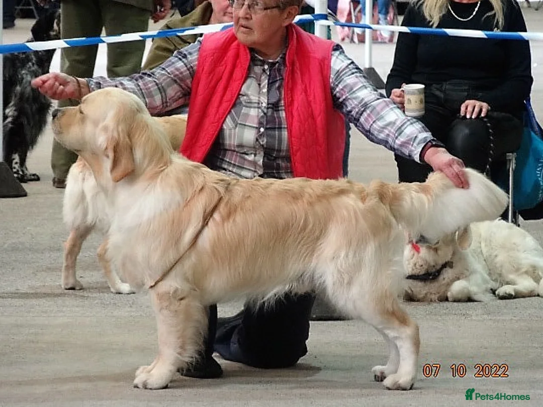 Golden Retriever dogs for stud: Cesarka Golden Retrievers in Conwy - Advert 22